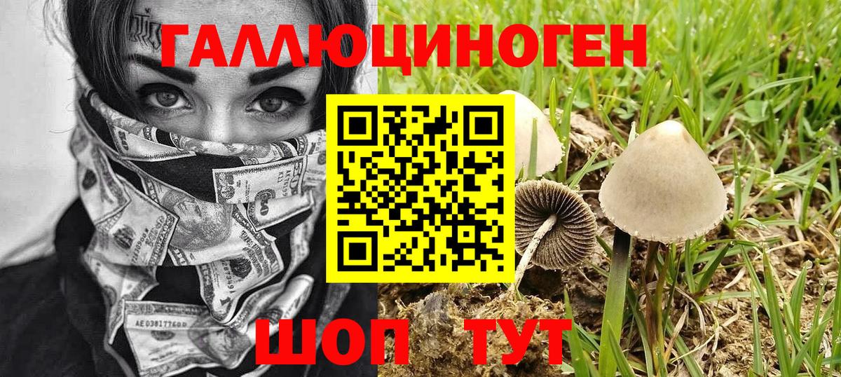 Псилоцибиновые грибы Psilocybine cubensis Павлово